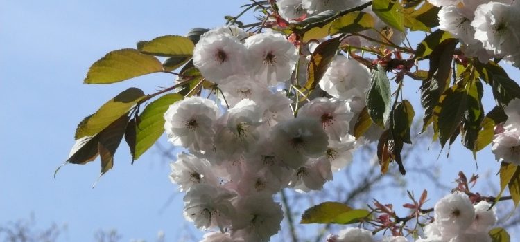 Sakura Watch Oldenburg 2017 Sakura Watch Oldenburg 2017